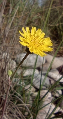 Representative image of Sonchus aquatilis