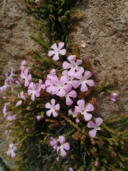 Ourisia microphylla