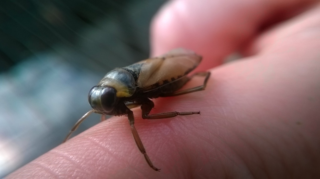 greater-water-boatman-in-march-2016-by-seblivia-inaturalist