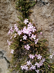 Ourisia microphylla
