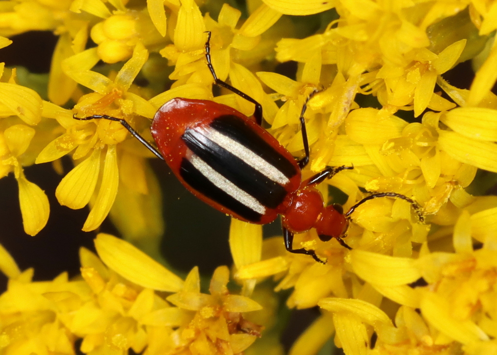 Lebia pectita