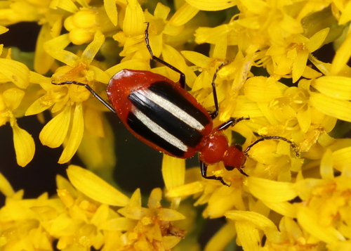 Lebia pectita