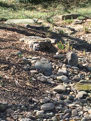 Sciurus carolinensis