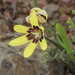 Sparaxis maculosa - Photo (c) Gerhard Malan, some rights reserved (CC BY-NC), uploaded by Gerhard Malan