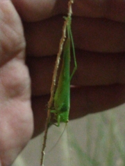 Conocephalus longipes