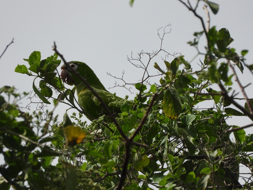 Blue-crowned Parakeet from Vía Villa Martín - Cuestecitas, Riohacha, La ...