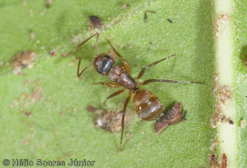Camponotus beebeiCamponotus beebei