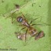 Camponotus beebei - Photo (c) Hélio Soares Júnior,  זכויות יוצרים חלקיות (CC BY-NC), הועלה על ידי Hélio Soares Júnior
