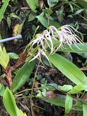 Maxillaria speciosa