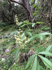Aesculus pavia flavescens