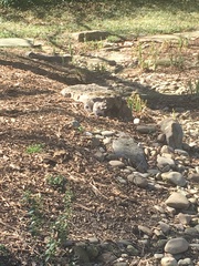 Sciurus carolinensis