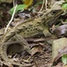 Tuatara - Photo (c) digitaltrails, some rights reserved (CC BY-NC-SA)