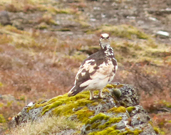 Lagopus muta islandorum