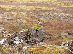 Lagopus muta islandorum