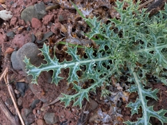 Argemone subfusiformis, photograph Lucia Elgueta, CC BY, iNaturalist via GBIF