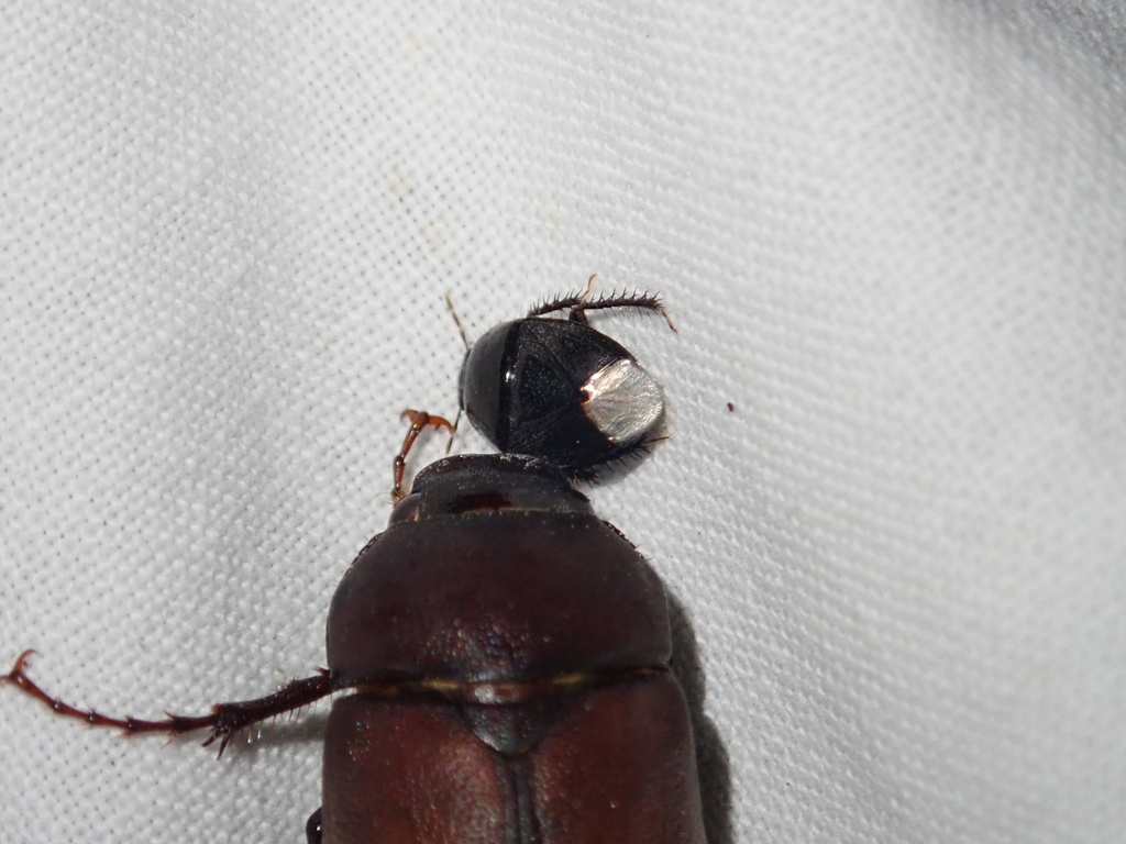 Burrowing Bugs from County Road 937A, Alvin, TX, US on September 3 ...
