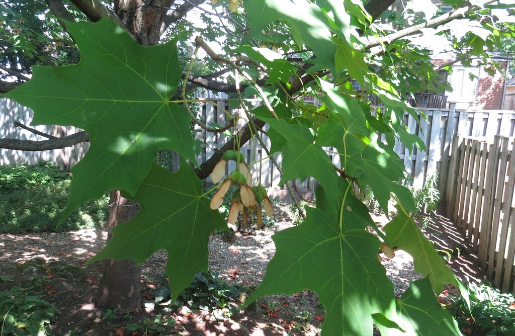 sugar maple from Waterloo, ON, Canada on September 5, 2023 at 01:58 PM ...