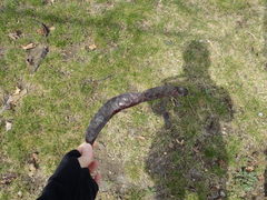 Gleditsia triacanthos