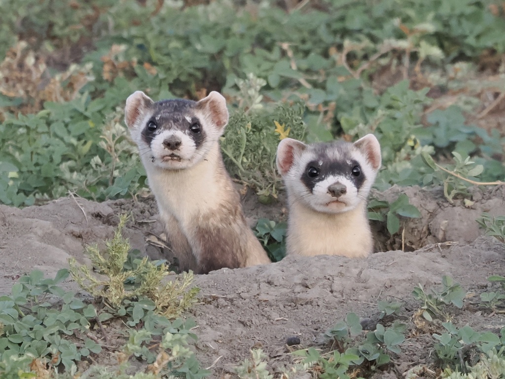 Black-footed Ferret