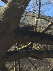 Sciurus carolinensis