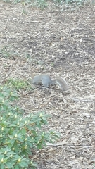 Sciurus carolinensis