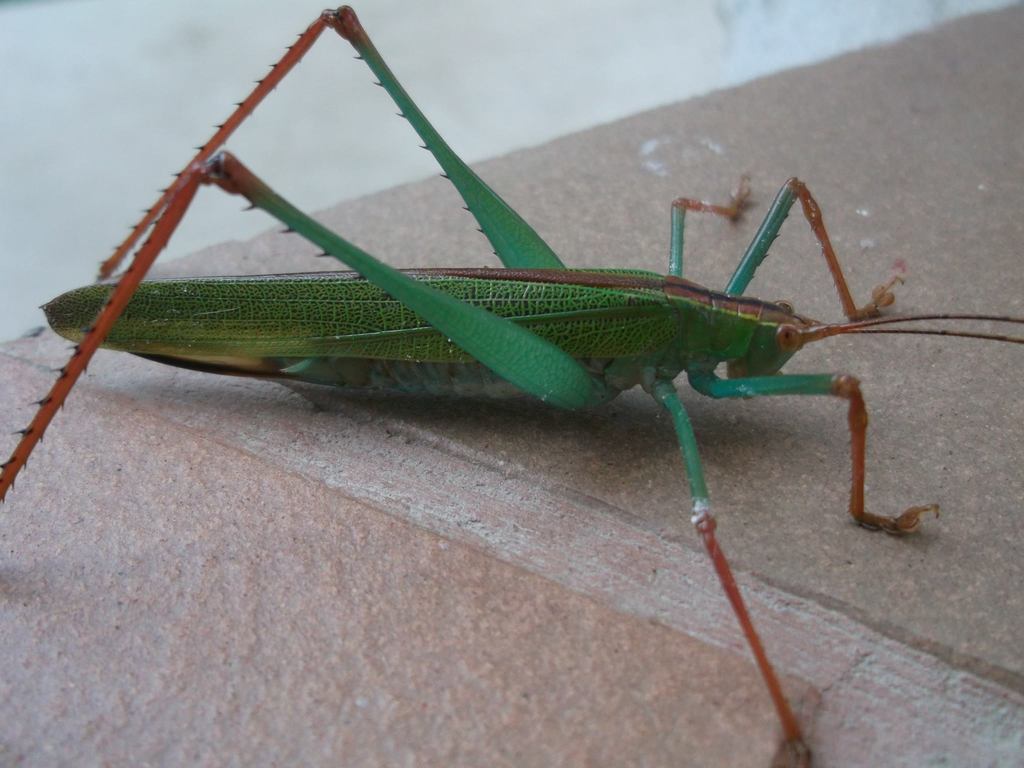 Homalaspidiini