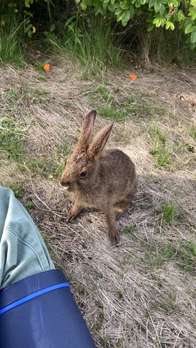 Snowshoe Hare photographed in Maine