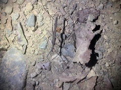 Pseudophasma unicolor