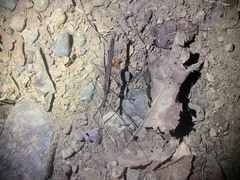 Pseudophasma unicolor