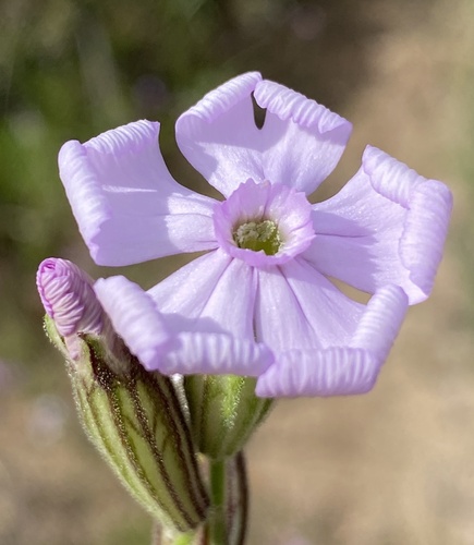 Tall Catchfly (Silene rigens)