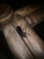 Mallodon chevrolatii