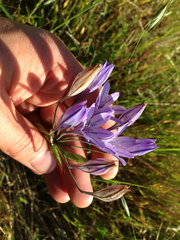 Triteleia laxa