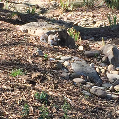 Sciurus carolinensis