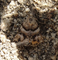 Drasteria tejonica