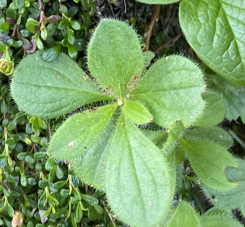 Kamchatka Rhododendron