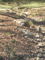 Sciurus carolinensis