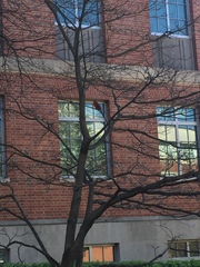 Cardinalis cardinalis