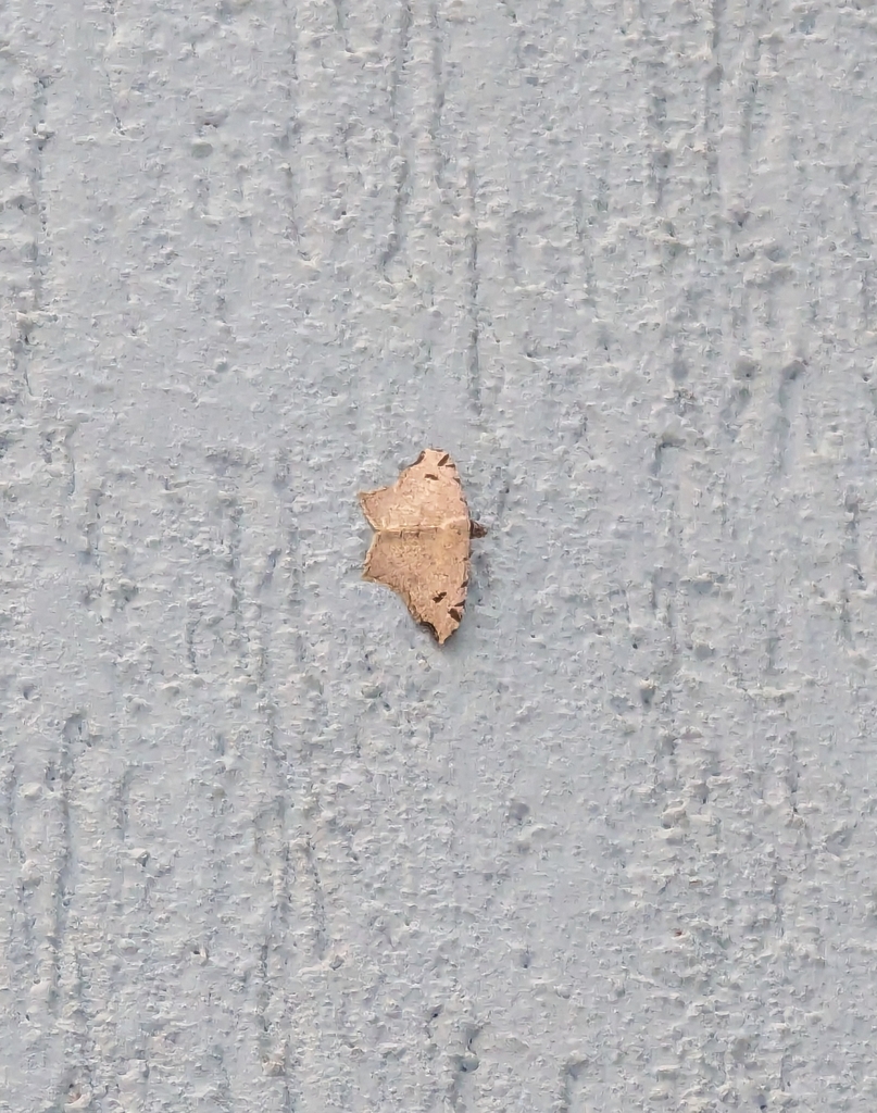geometer moths