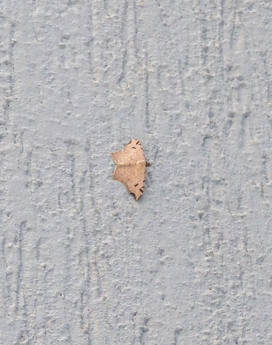 geometer moths