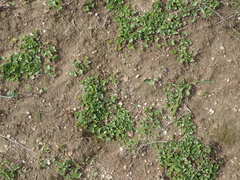 Dichondra occidentalis