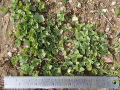 Dichondra occidentalis