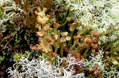 Cladonia phyllophora