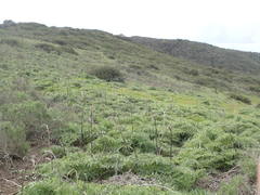 Cynara cardunculus cardunculus