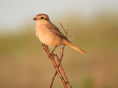 Red-Tailed Shrike photo 3