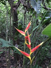 Heliconia irrasa
