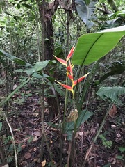 Heliconia irrasa
