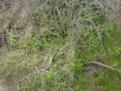 Stachys rigida quercetorum