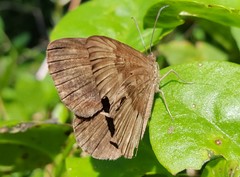 Aricoris constantius