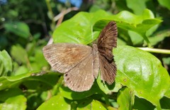 Aricoris constantius