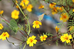 Callophrys xami xami